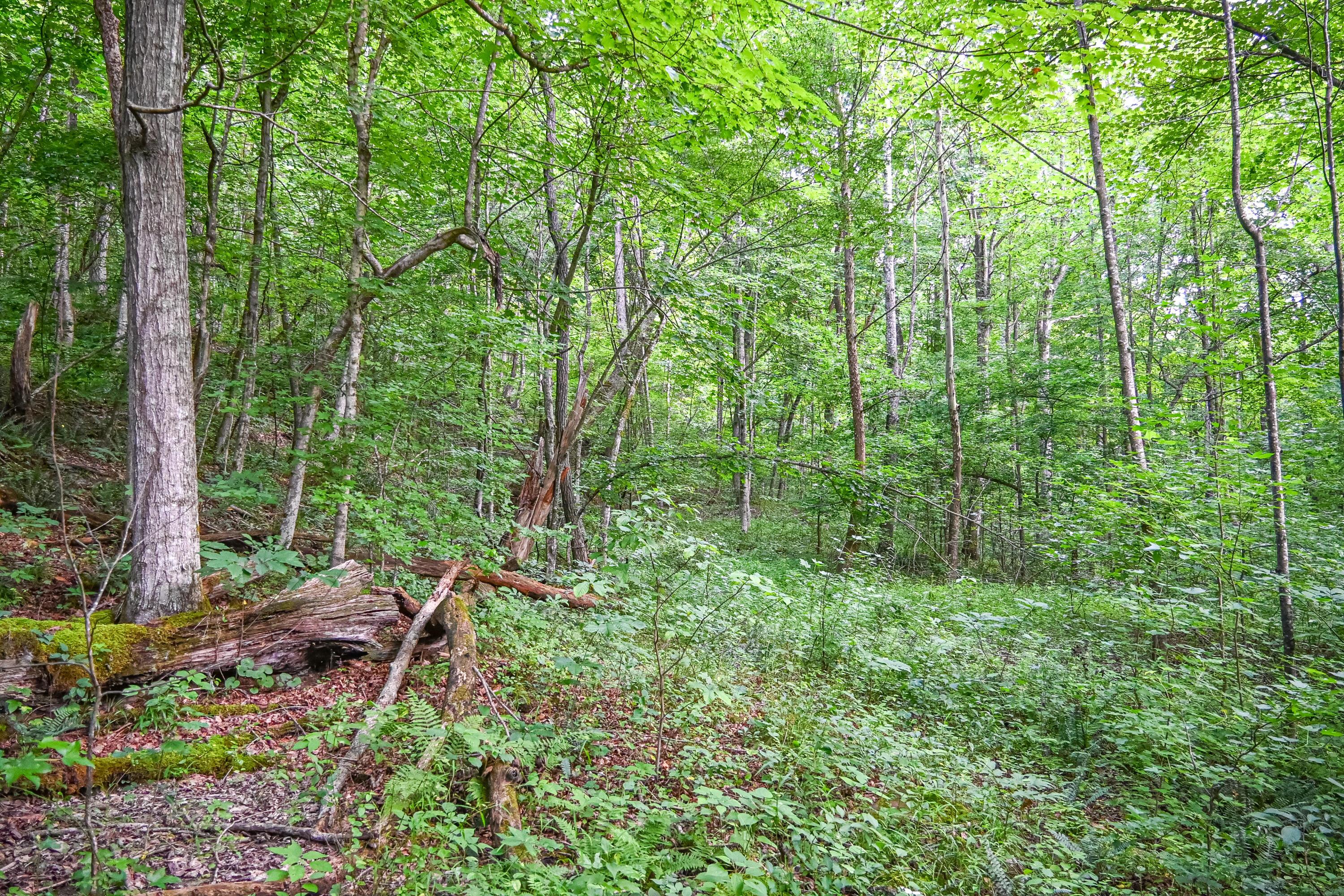 0 East Fork Pond Run Rd Property Photo 9