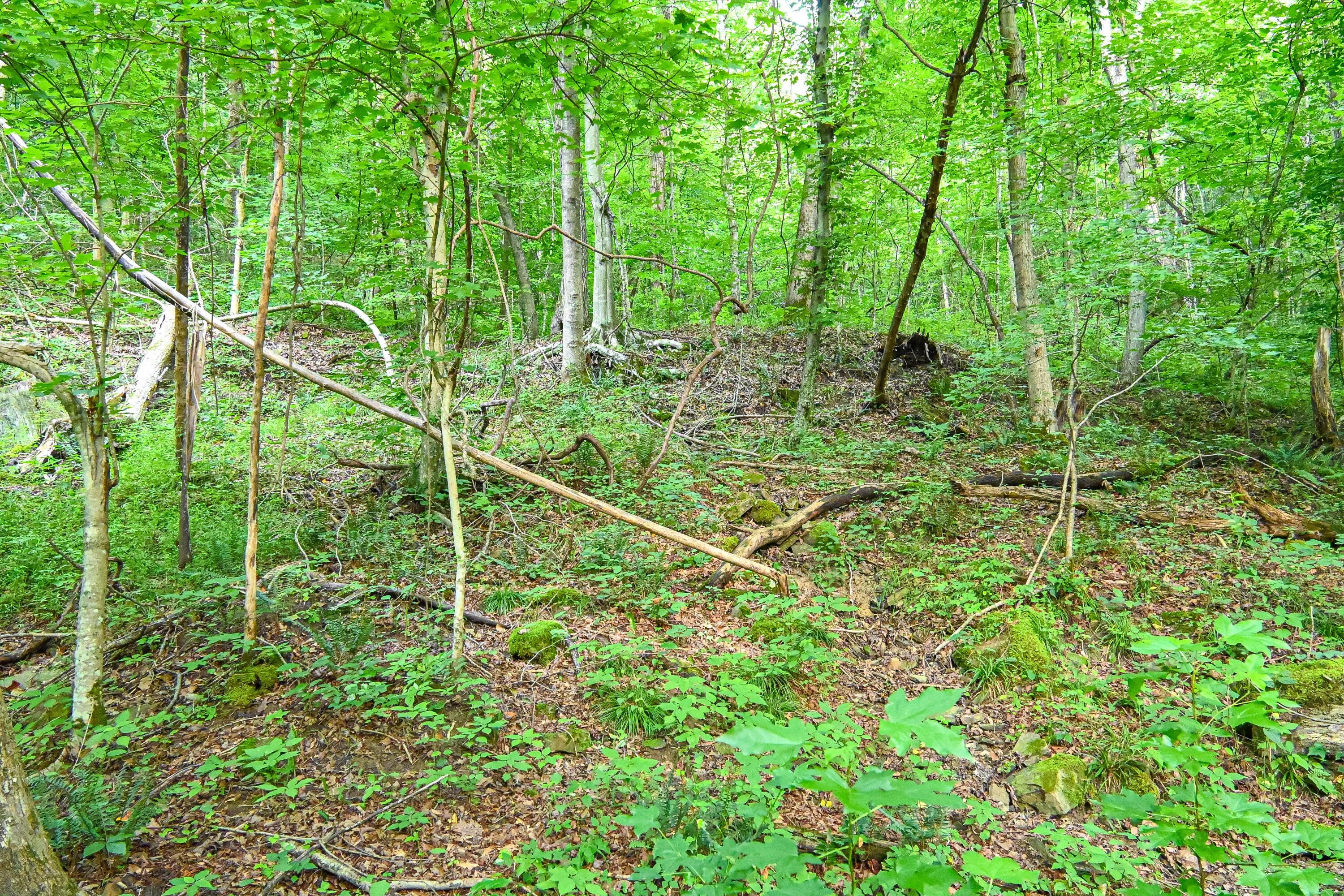 0 East Fork Pond Run Rd Property Photo 10