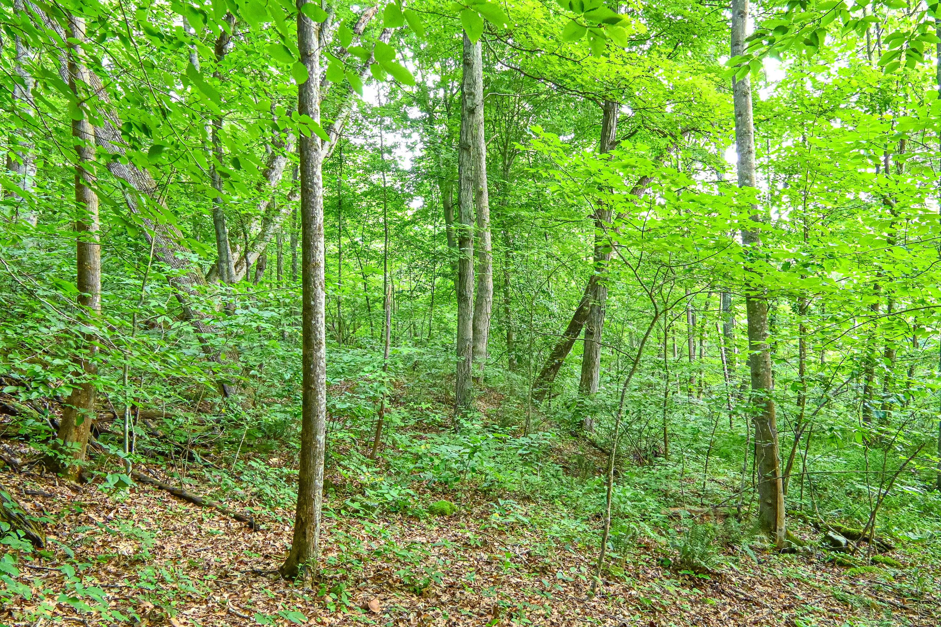0 East Fork Pond Run Rd Property Photo 11