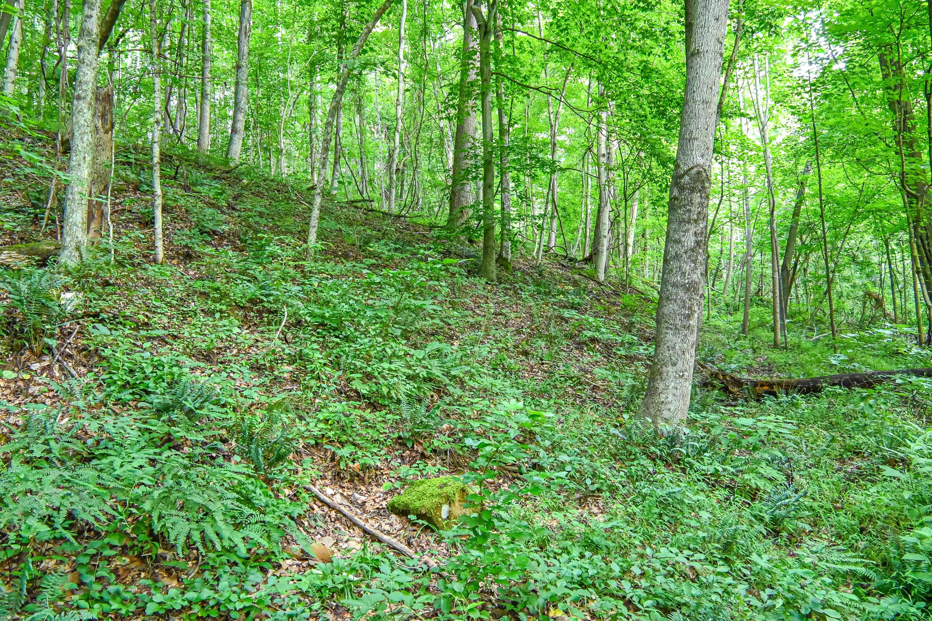 0 East Fork Pond Run Rd Property Photo 12