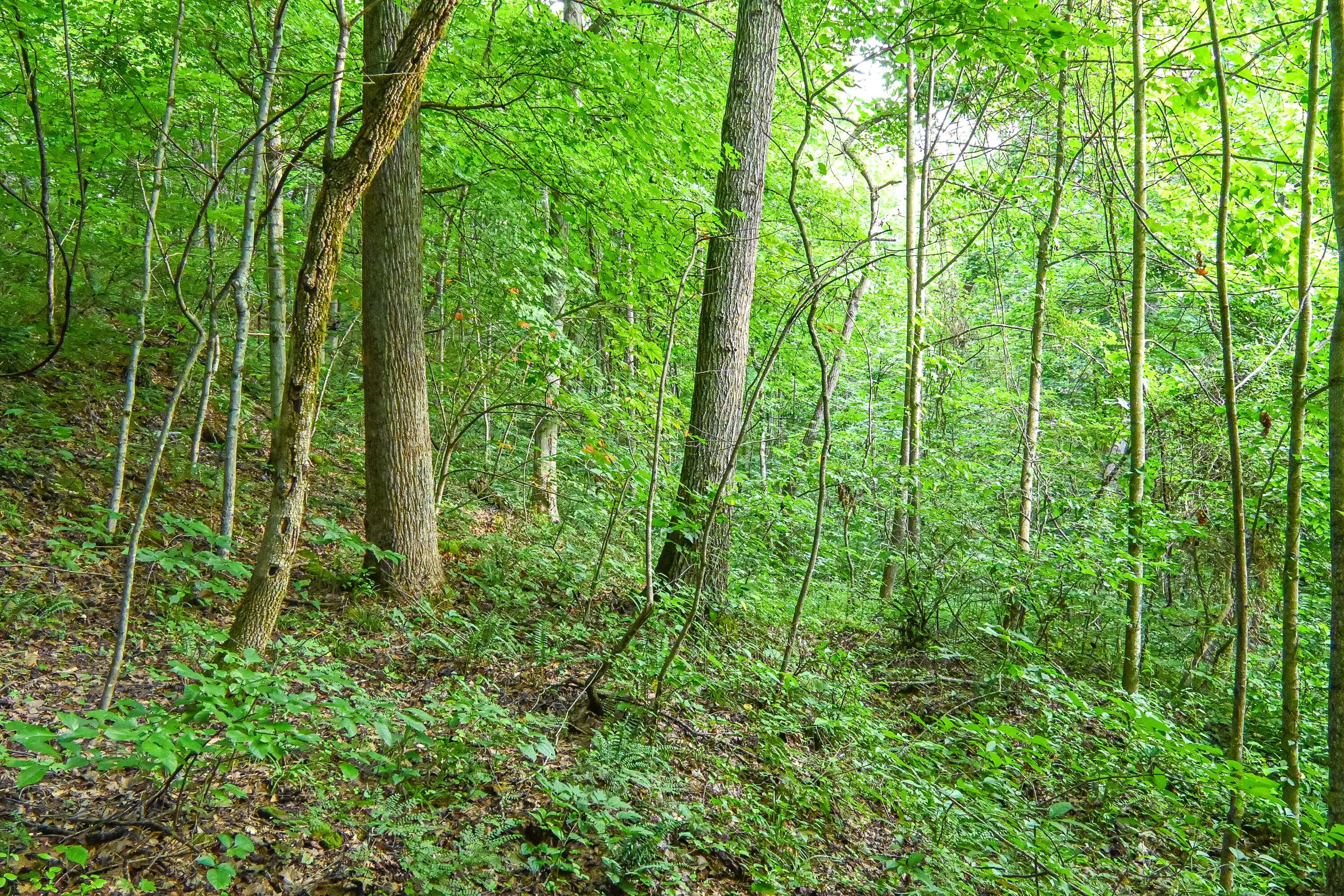 0 East Fork Pond Run Rd Property Photo 13