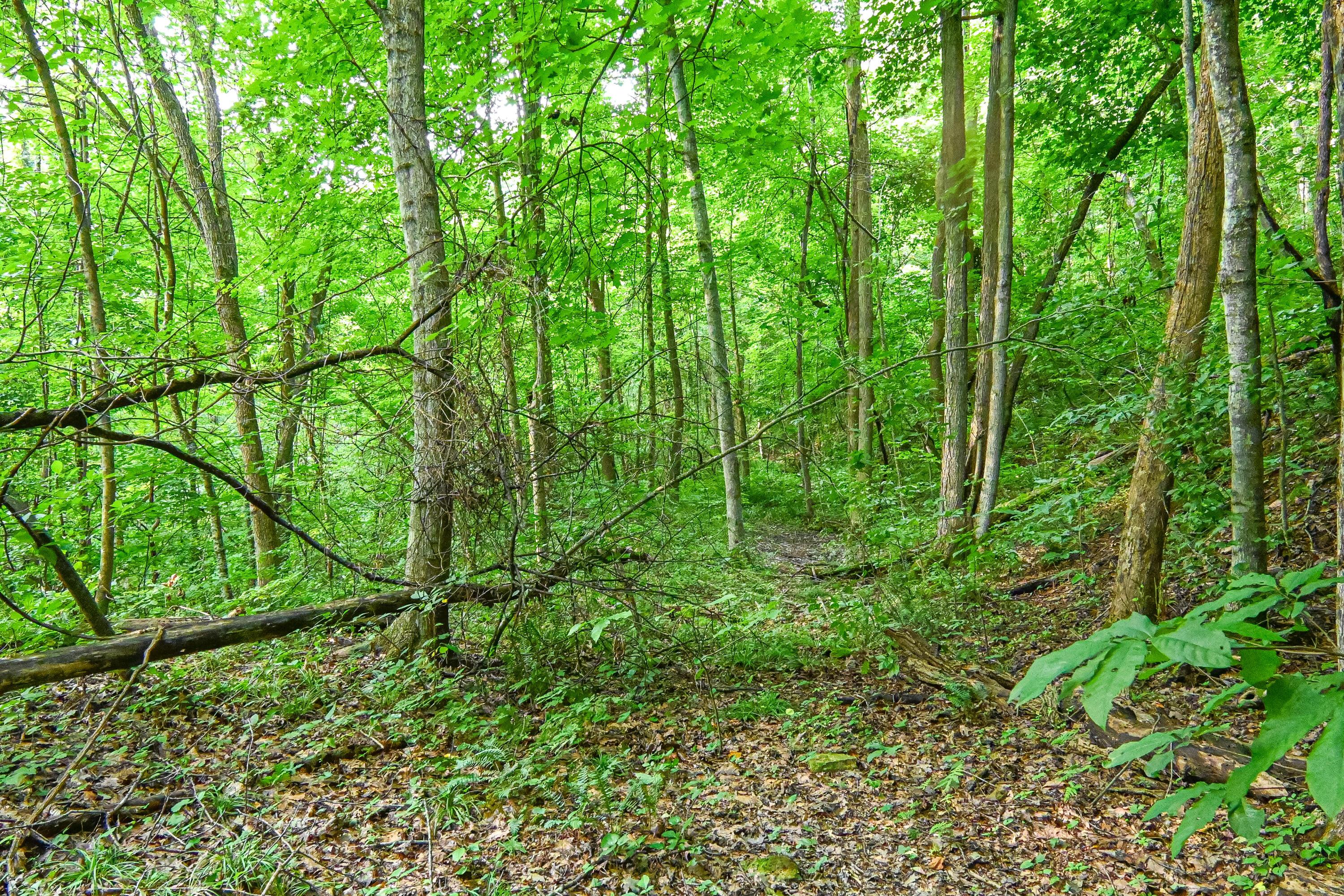 0 East Fork Pond Run Rd Property Photo 14