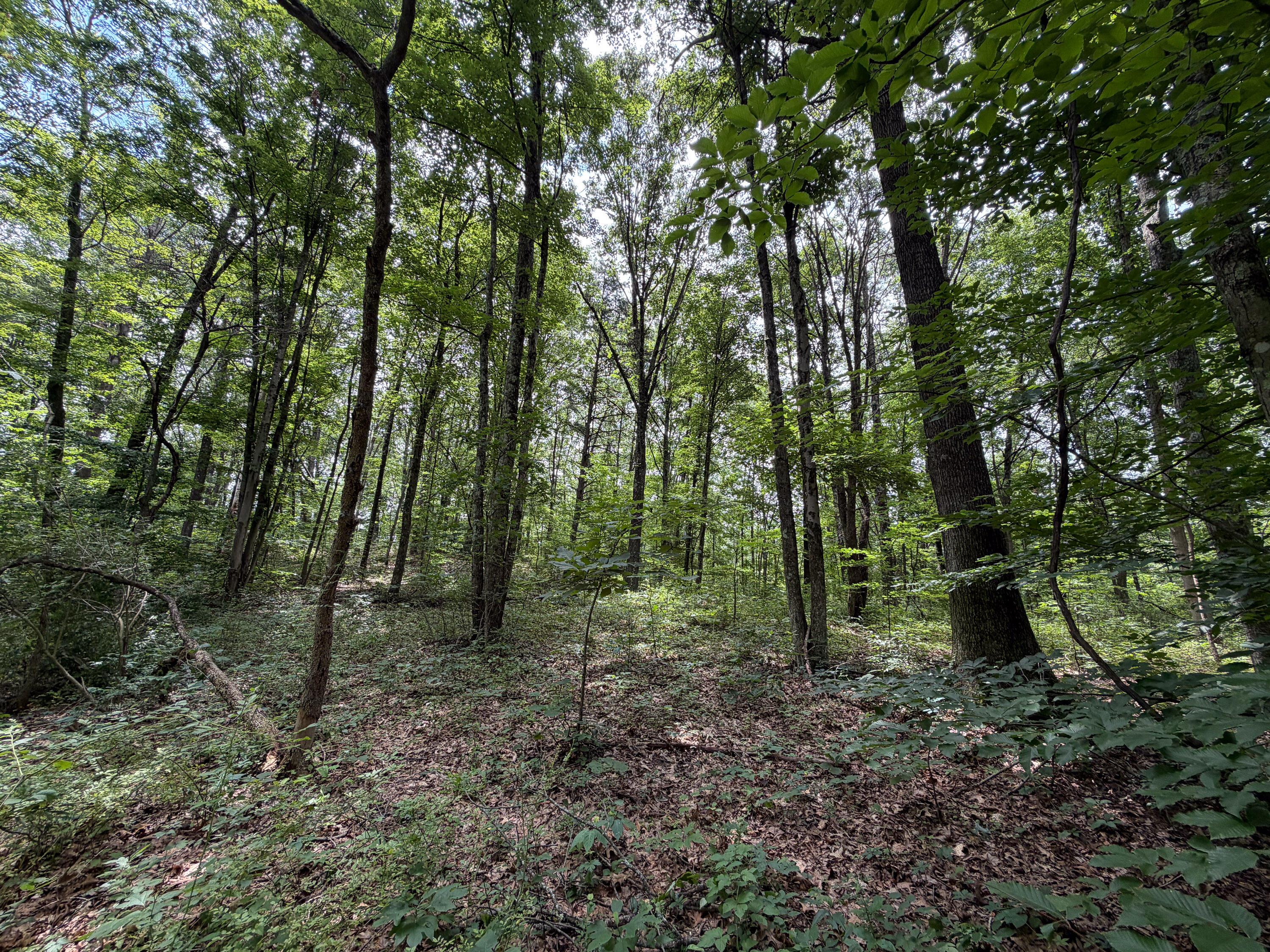 0 Gun Club Road Property Photo 6