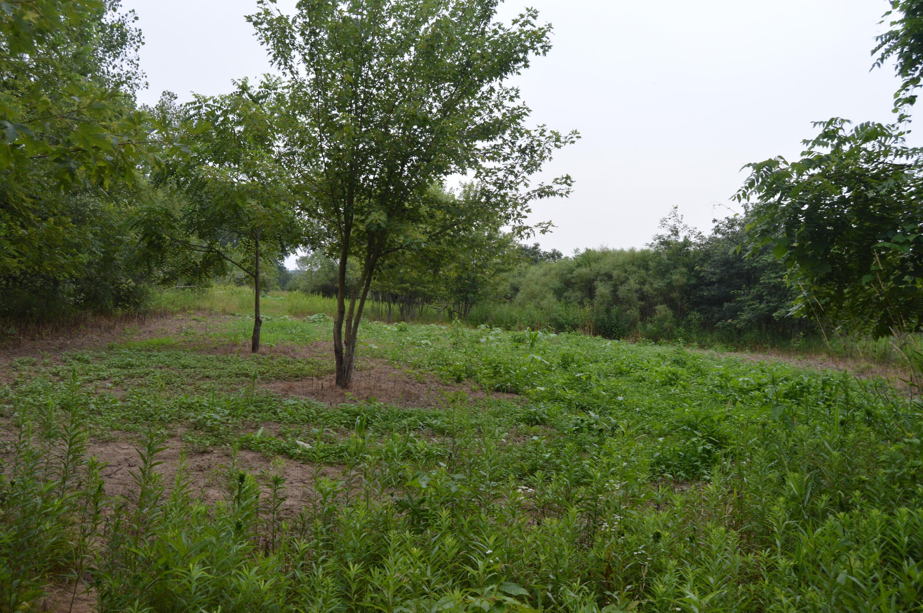 0 County Road 23 Property Photo 8