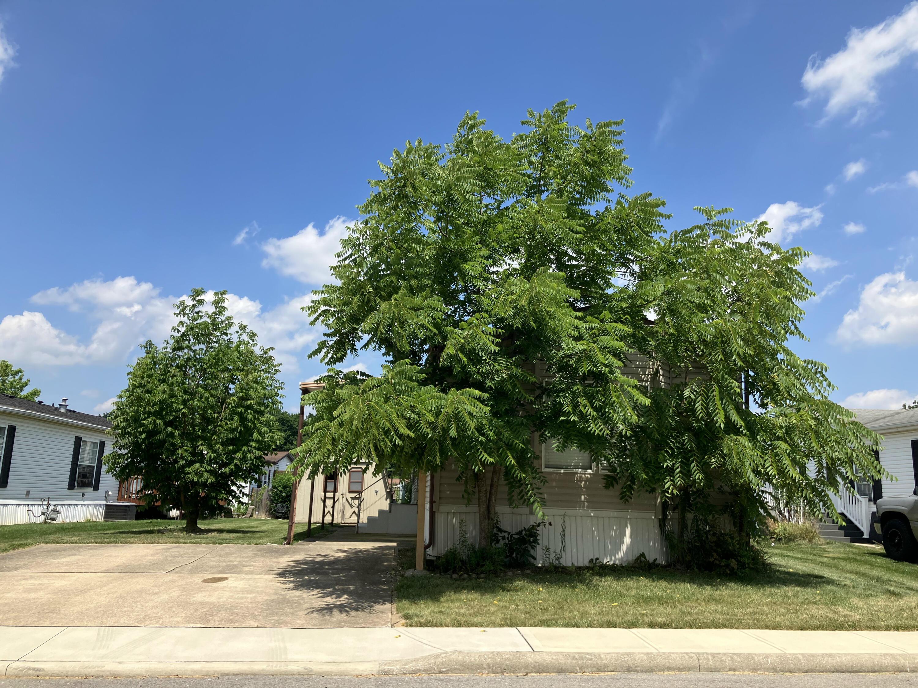 46 Birch Row Drive Property Photo 15