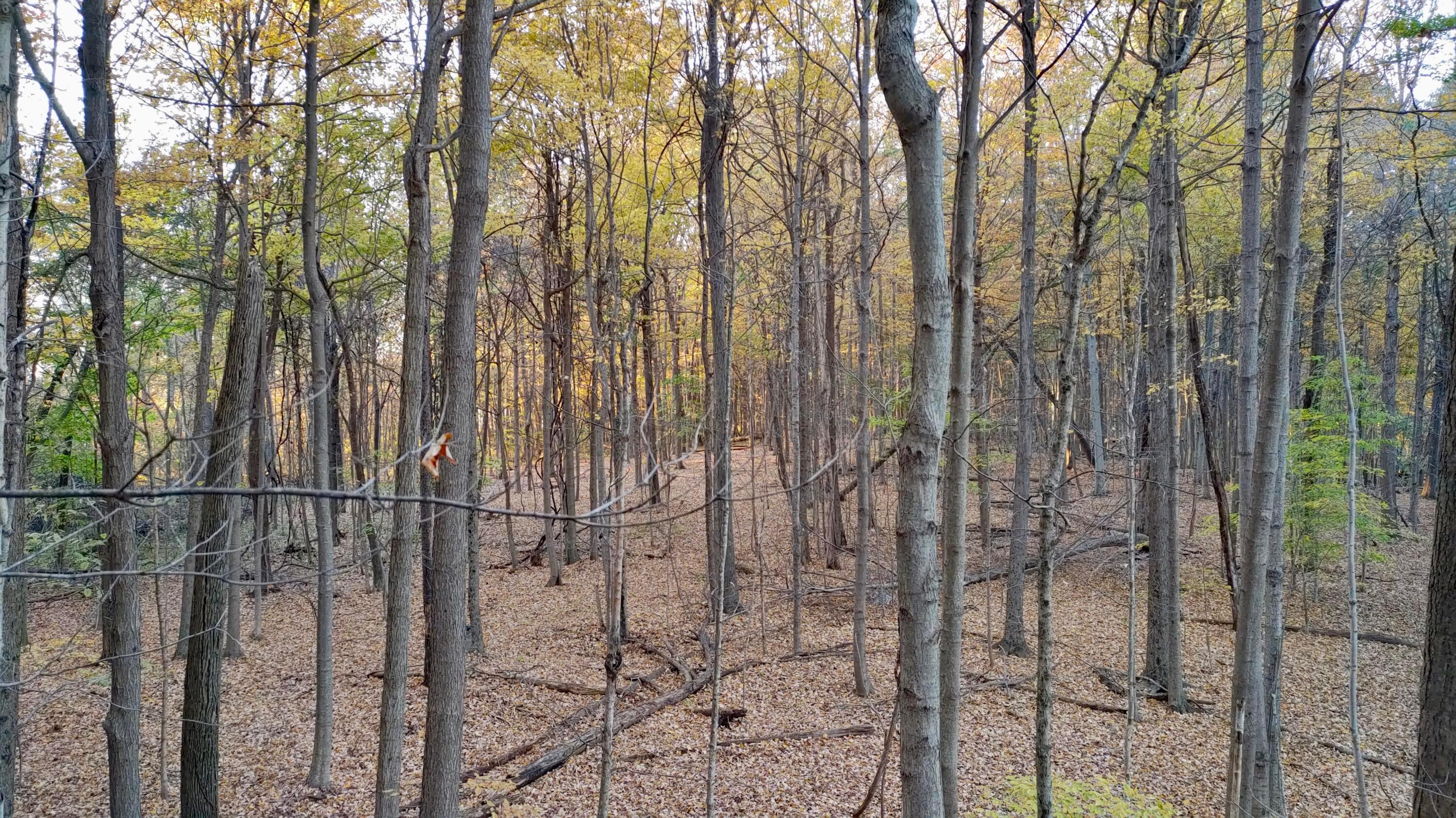 0 State Route 314 Property Photo 11
