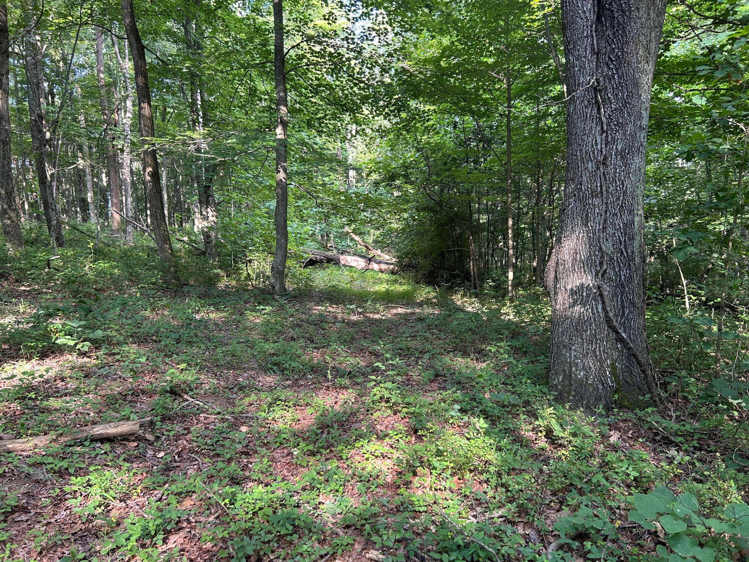 6741 Big Spruce Little Bear Road Property Photo 3