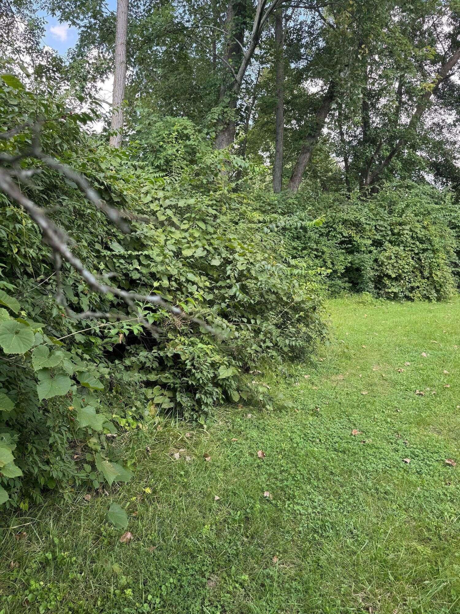 0 Maple Street, Lot 2 Property Photo 3