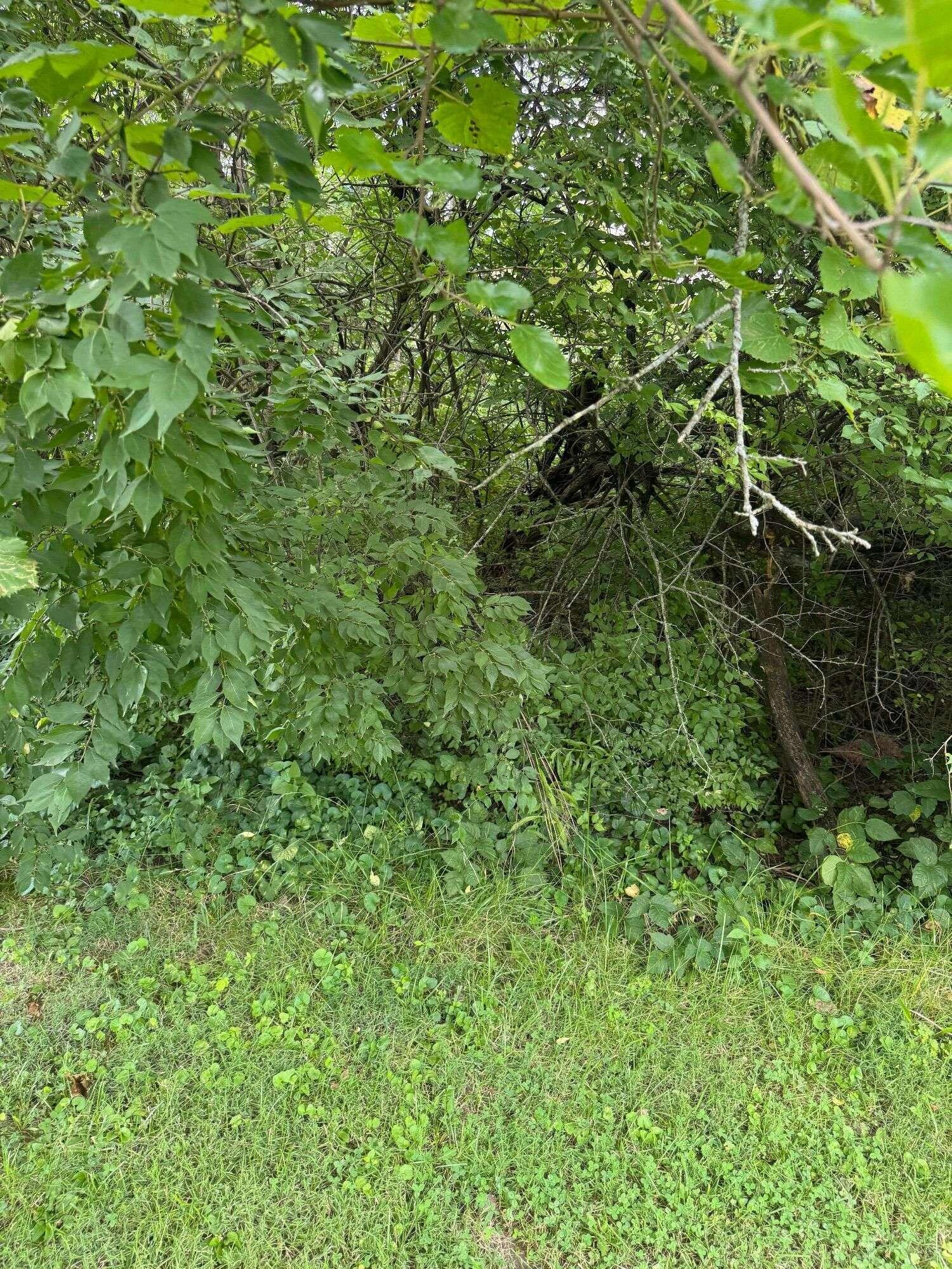 0 Maple Street, Lot 2 Property Photo 4