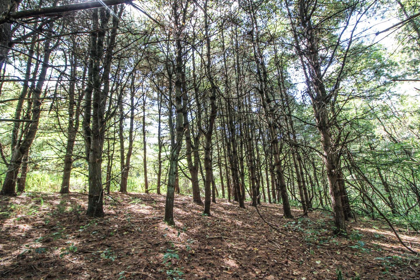 62319 Glencoe Road Property Photo 39
