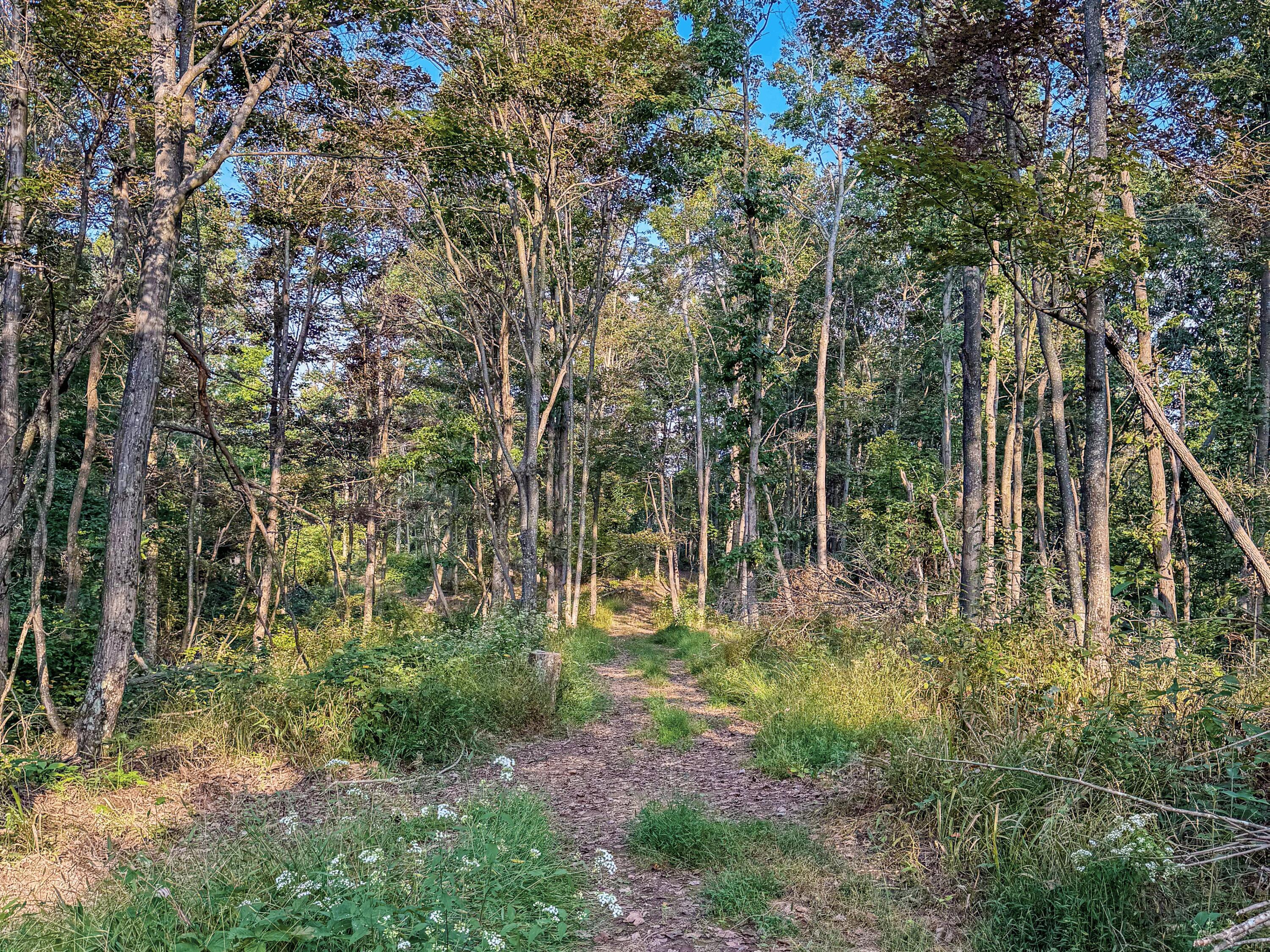 3783 Carrs Run Road Property Photo 28