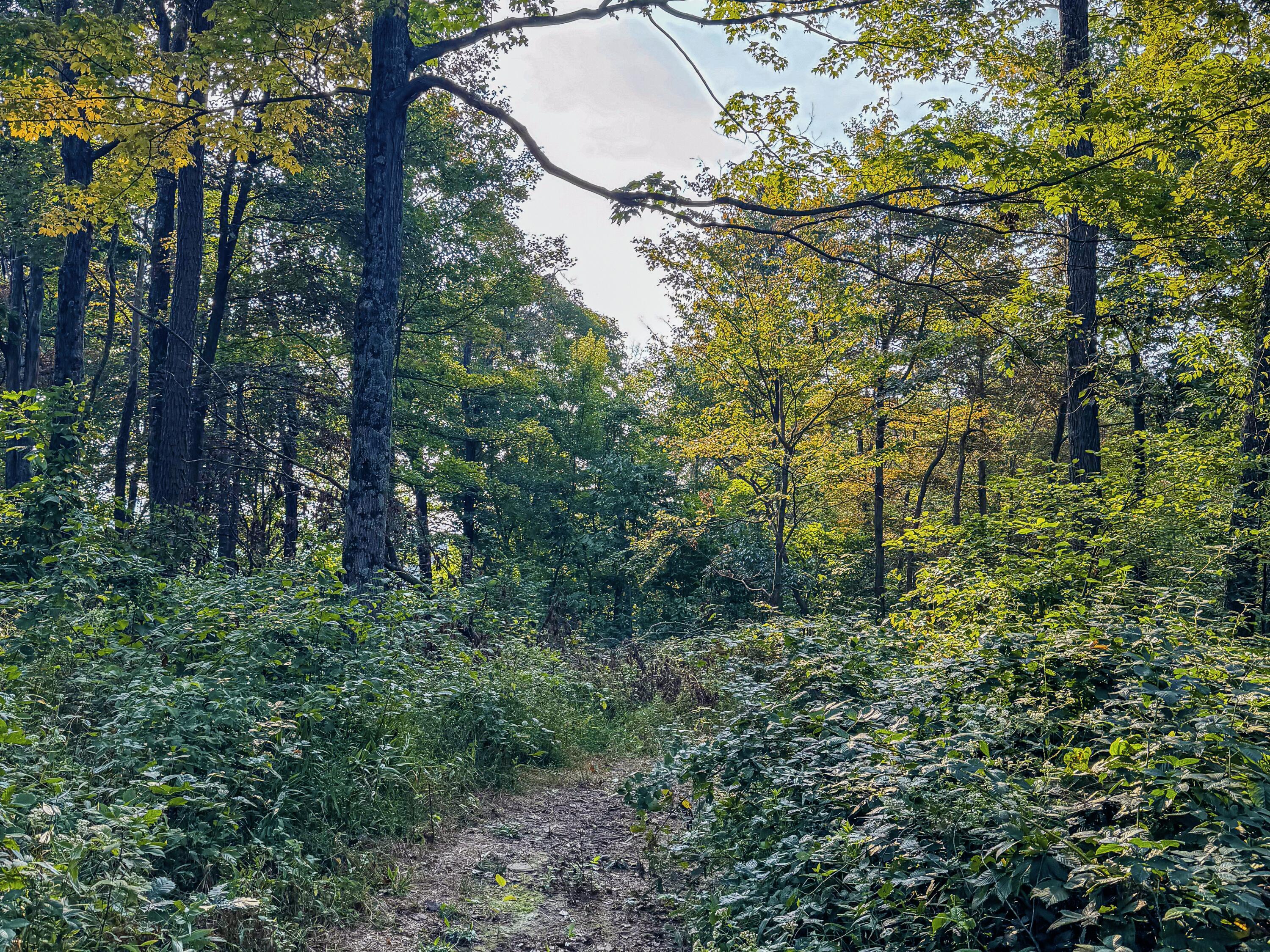 3783 Carrs Run Road Property Photo 29