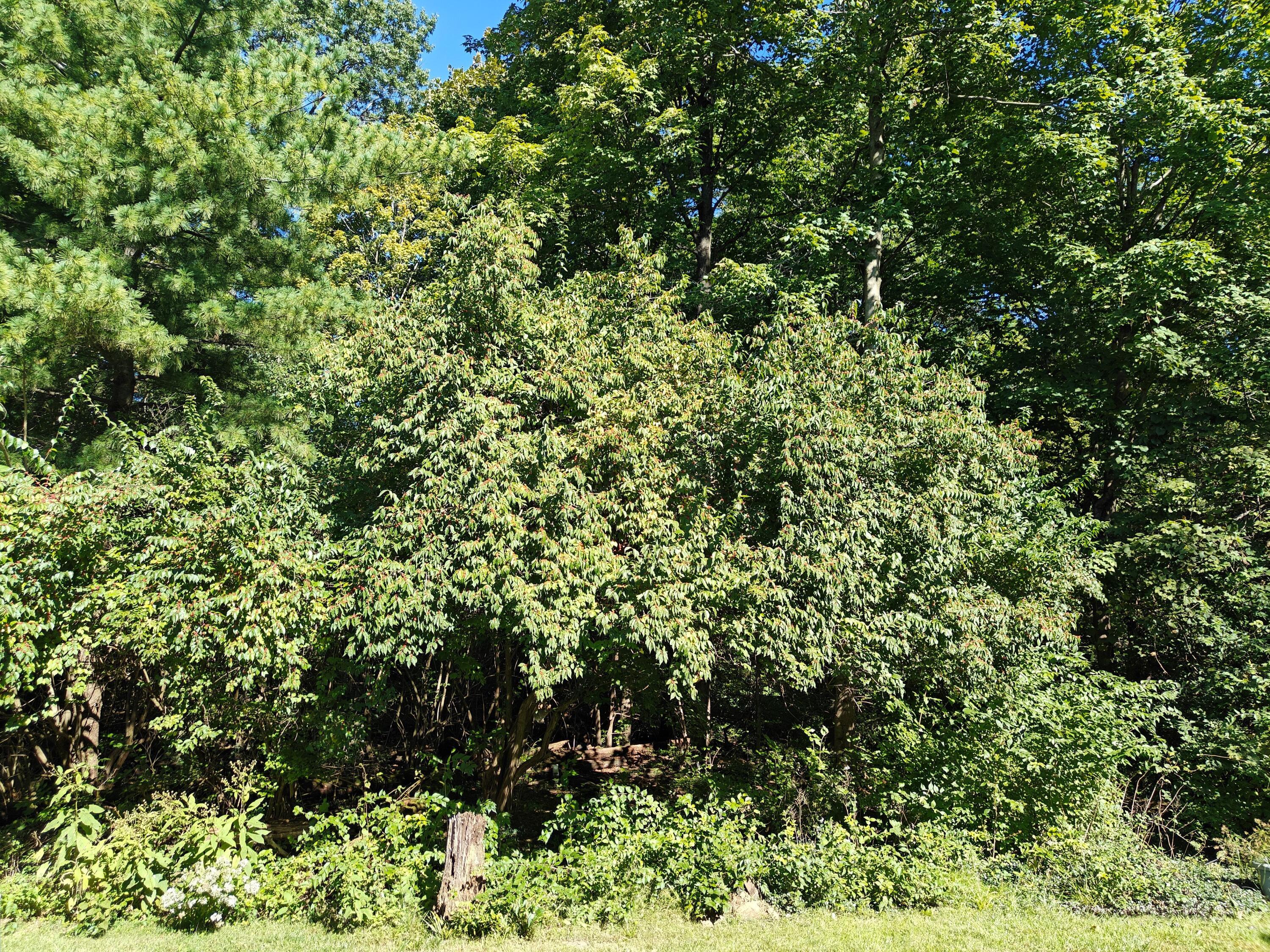 3766 Pendlestone Drive Property Photo 15