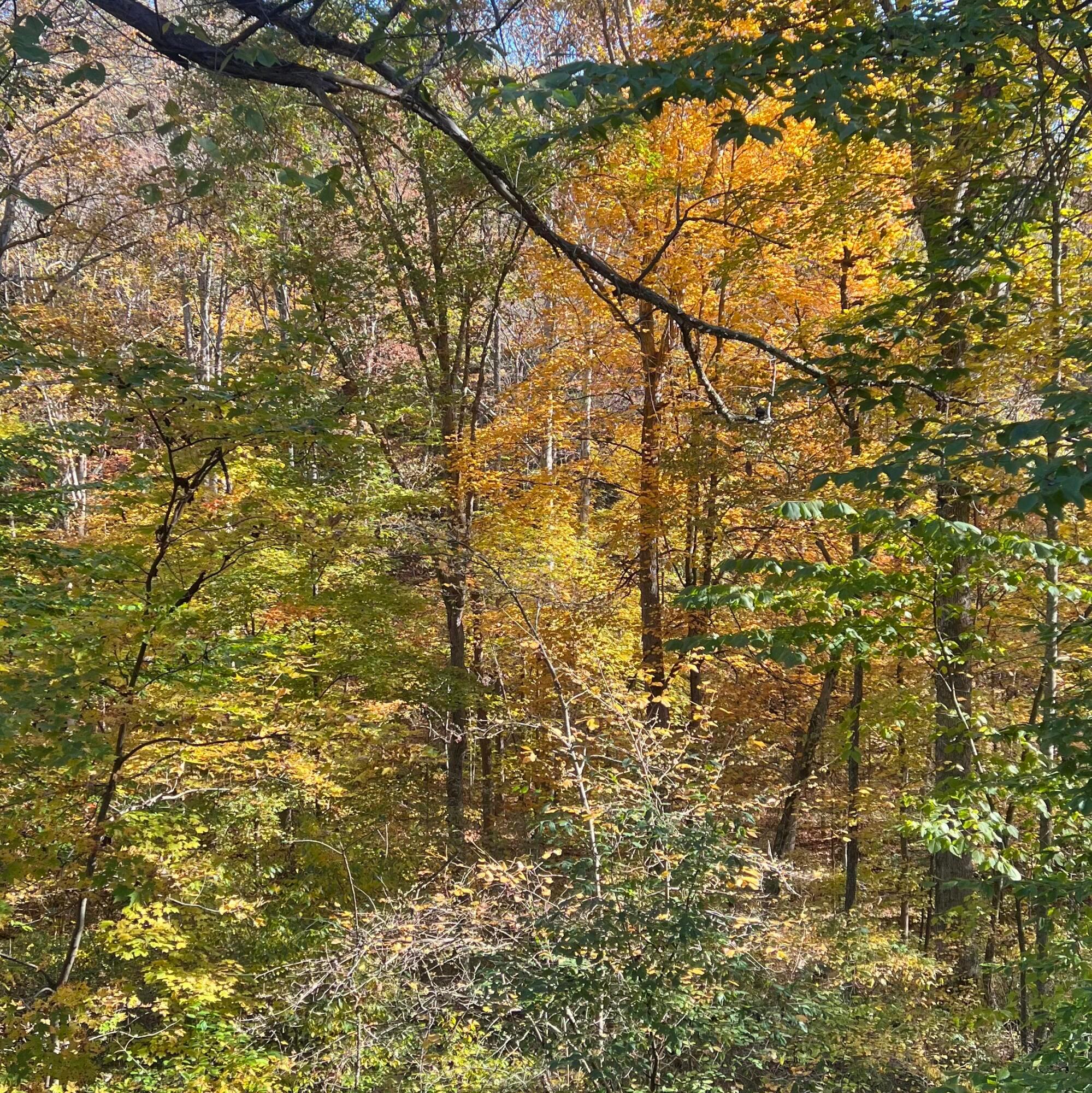 16972 Rocky Fork Road Property Photo 81