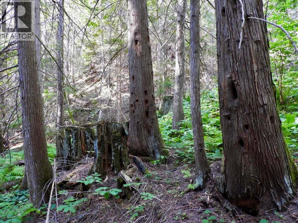 6119 Slocan River Road Property Photo 38