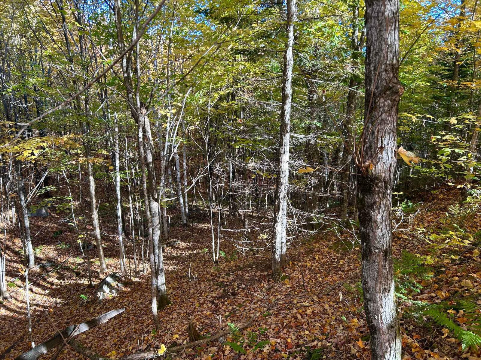 Rue Du Tamarac Property Photo 10