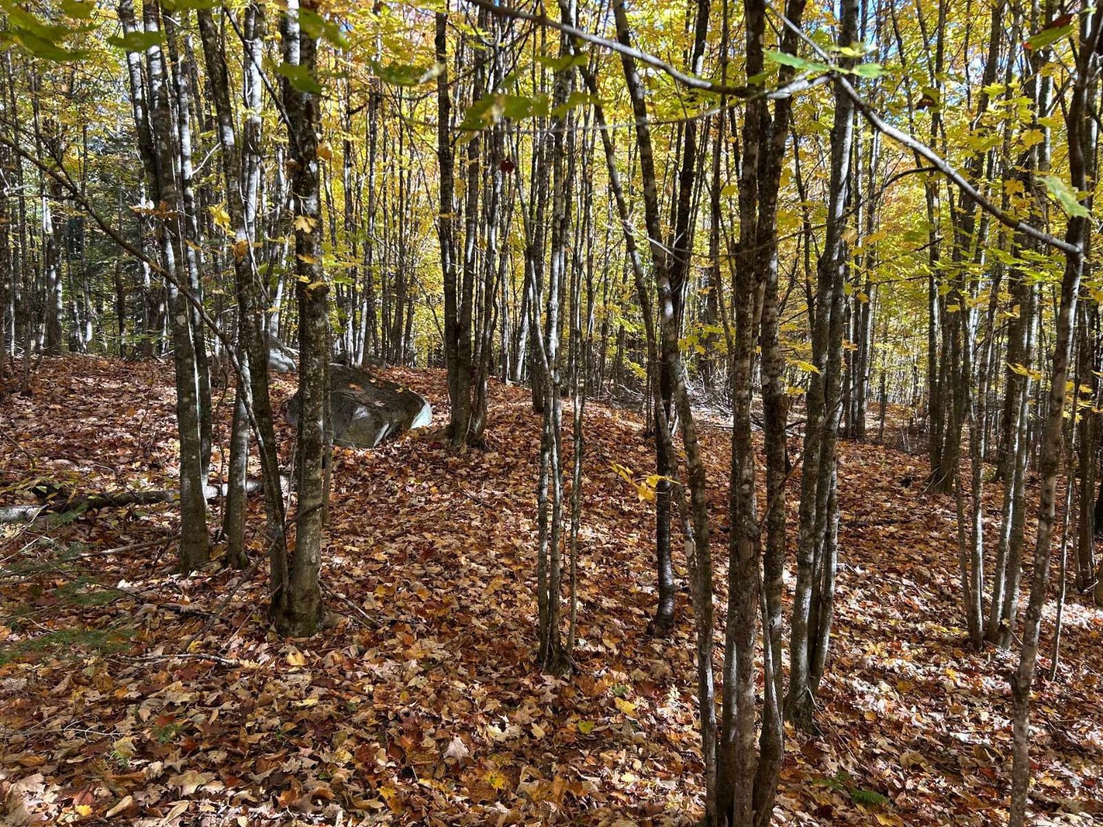 Rue Du Tamarac Property Photo 11