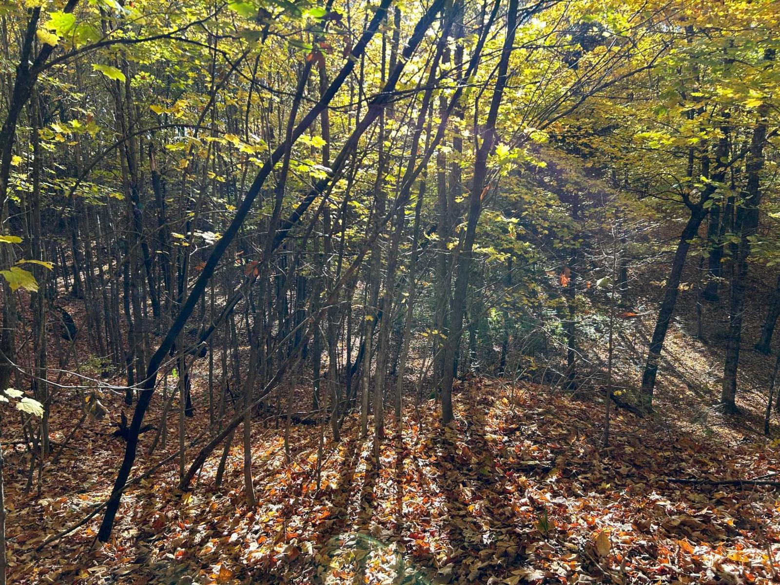 Rue Du Tamarac Property Photo 12