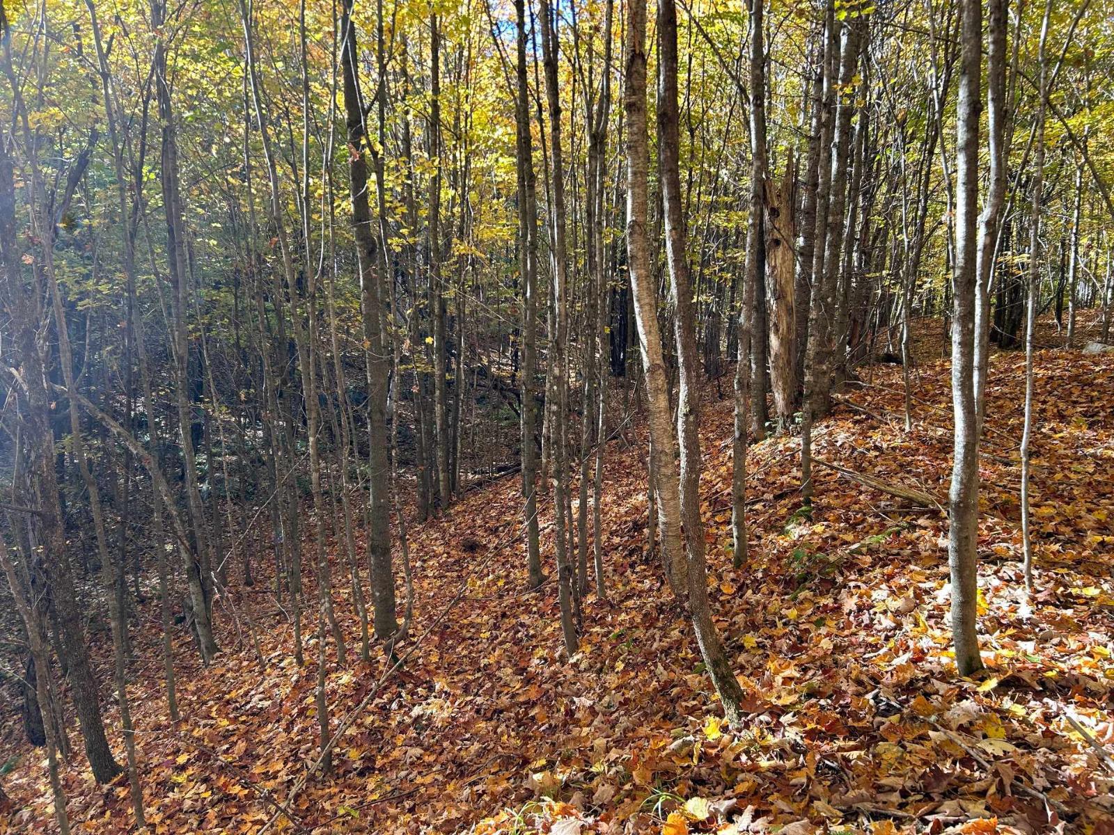 Rue Du Tamarac Property Photo 14