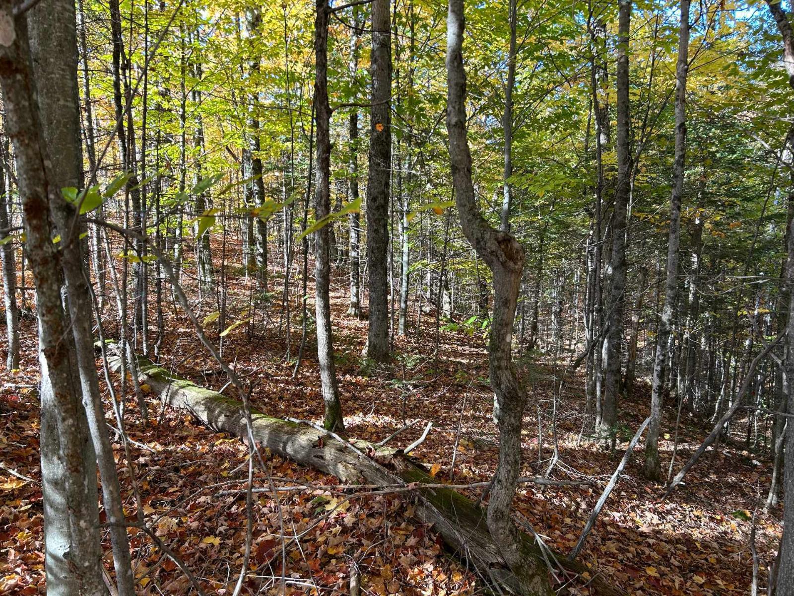 Rue Du Tamarac Property Photo 16