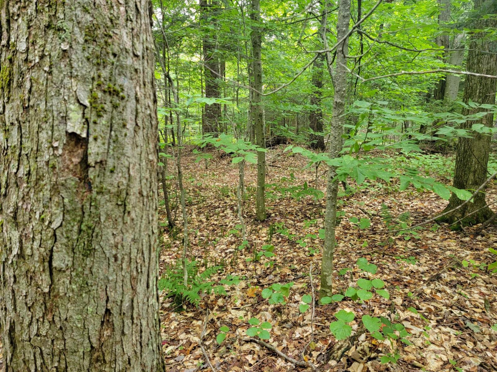 Ch. Lobel Property Photo 2