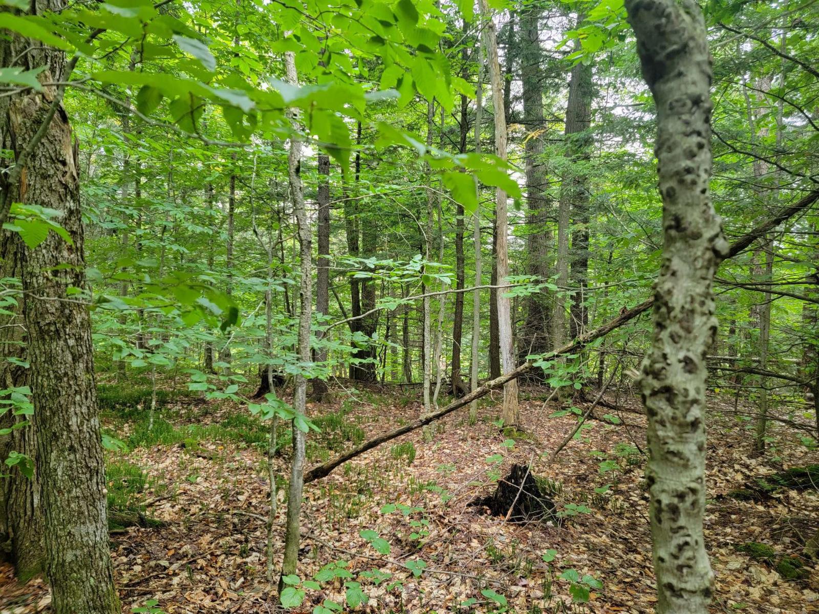 Ch. Lobel Property Photo 3
