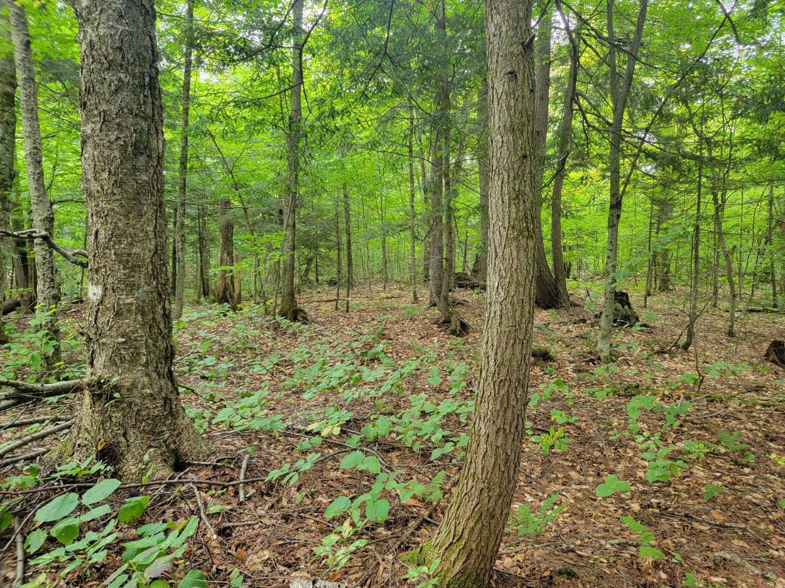 Ch. Lobel Property Photo 4