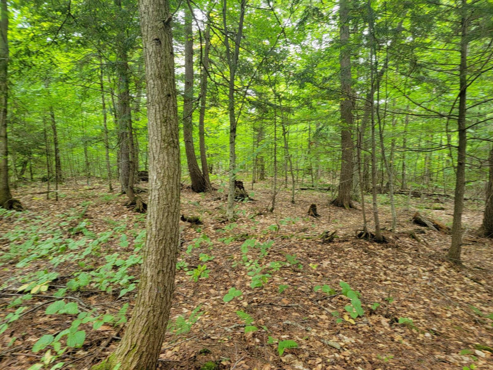 Ch. Lobel Property Photo 5