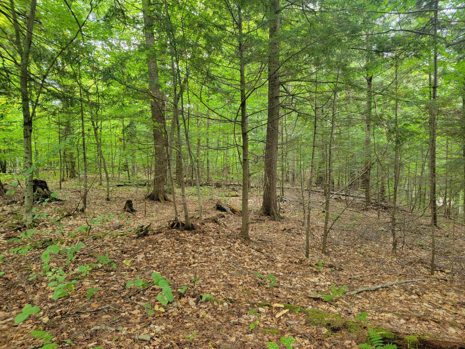 Ch. Lobel Property Photo 6