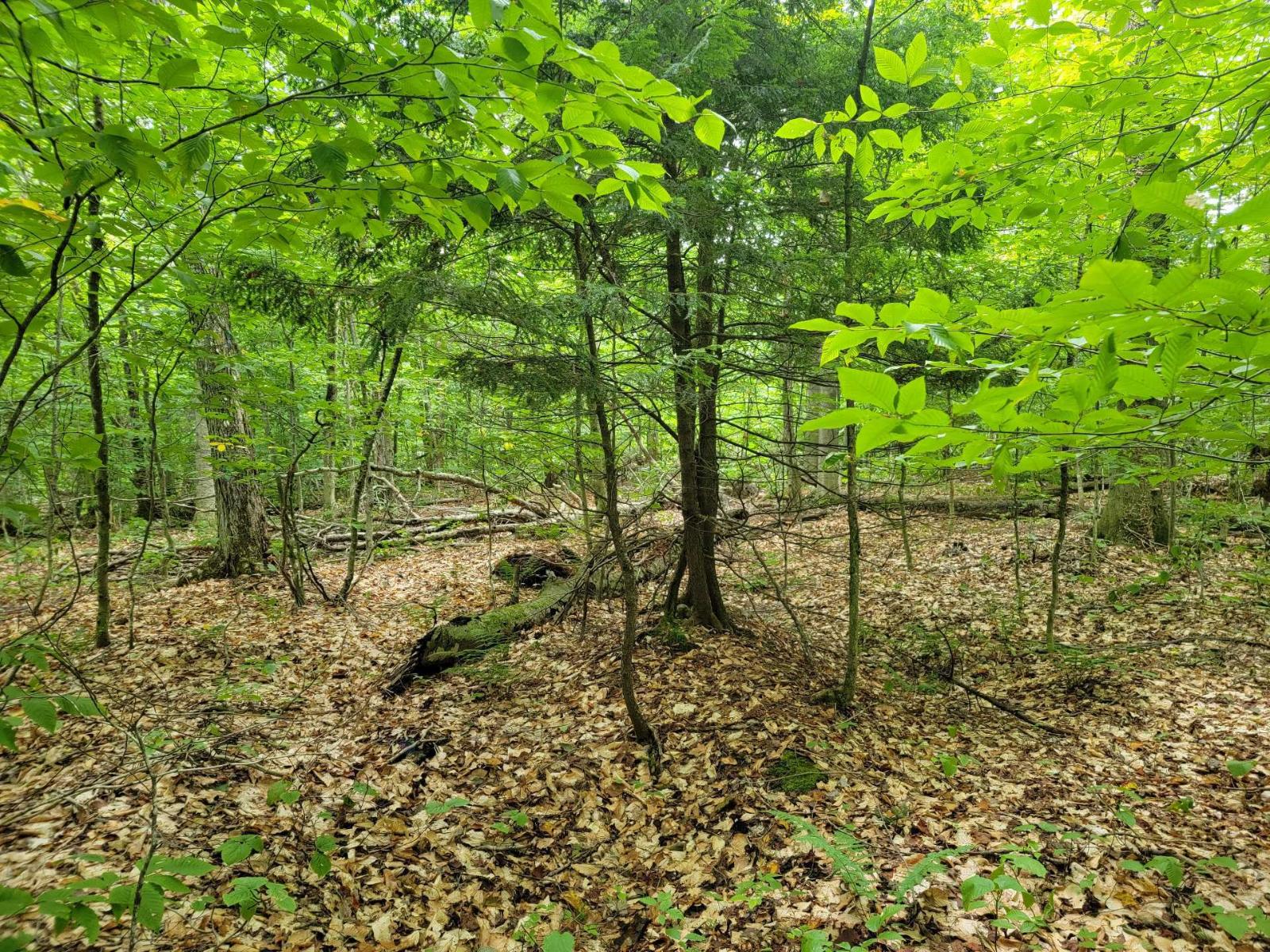Ch. Lobel Property Photo 7