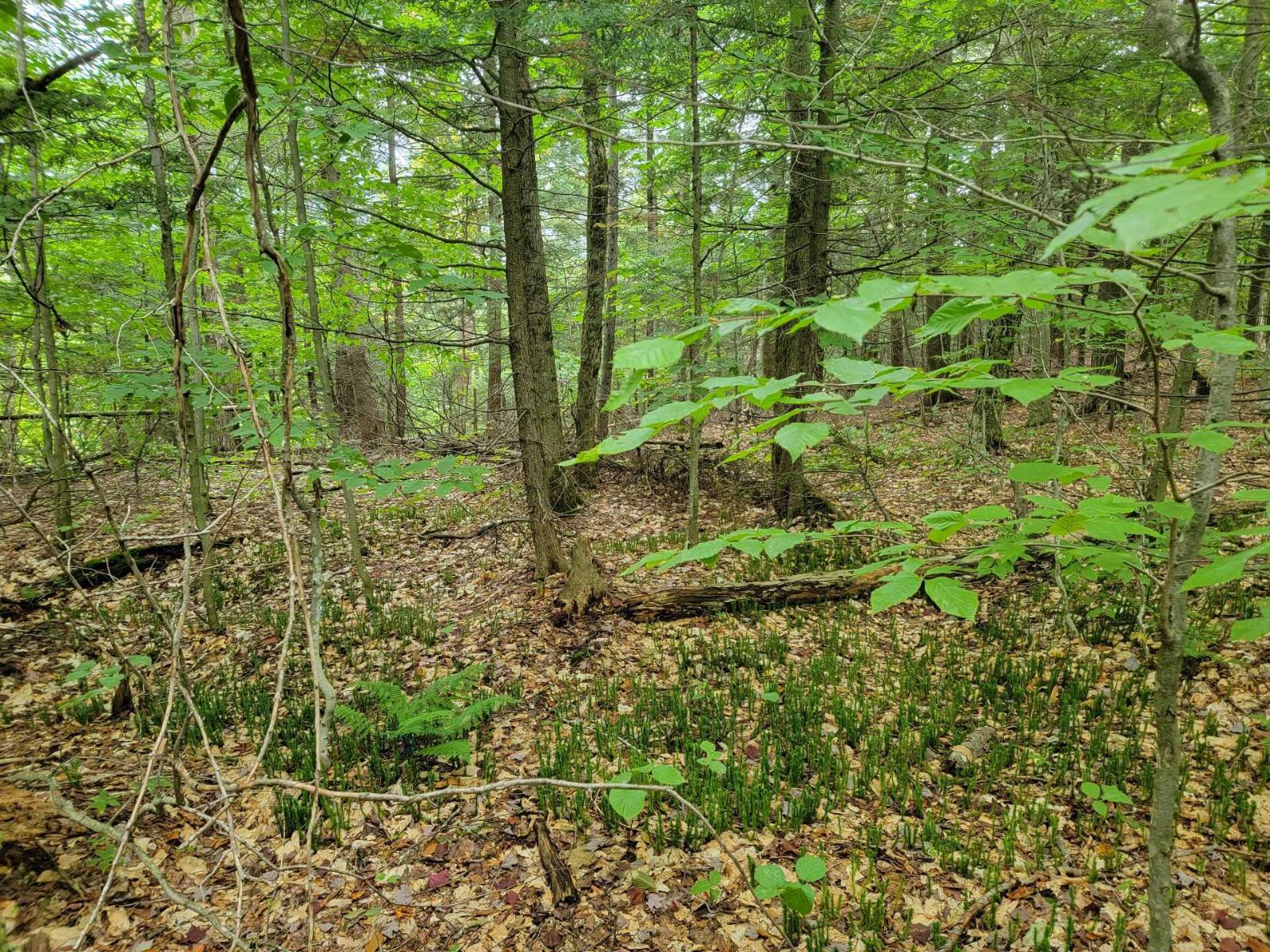 Ch. Lobel Property Photo 8