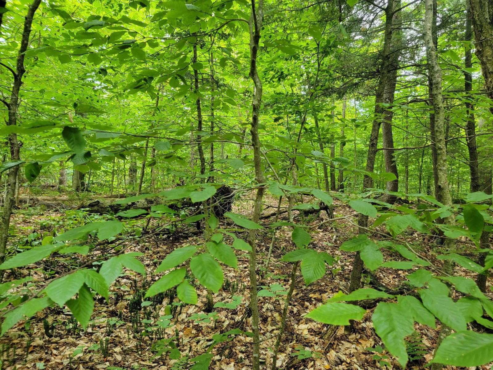Ch. Lobel Property Photo 12