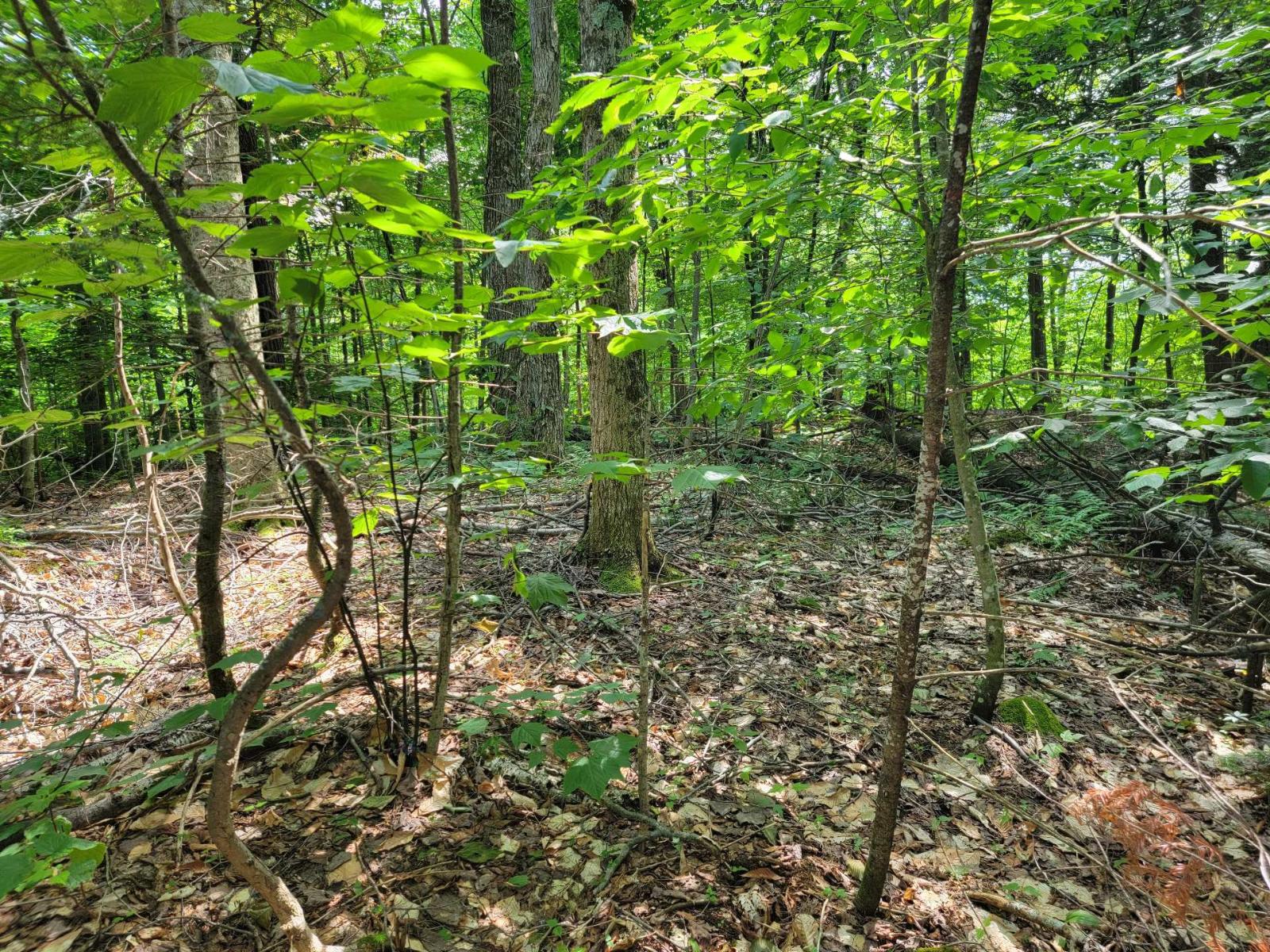 Ch. Lobel Property Photo 16