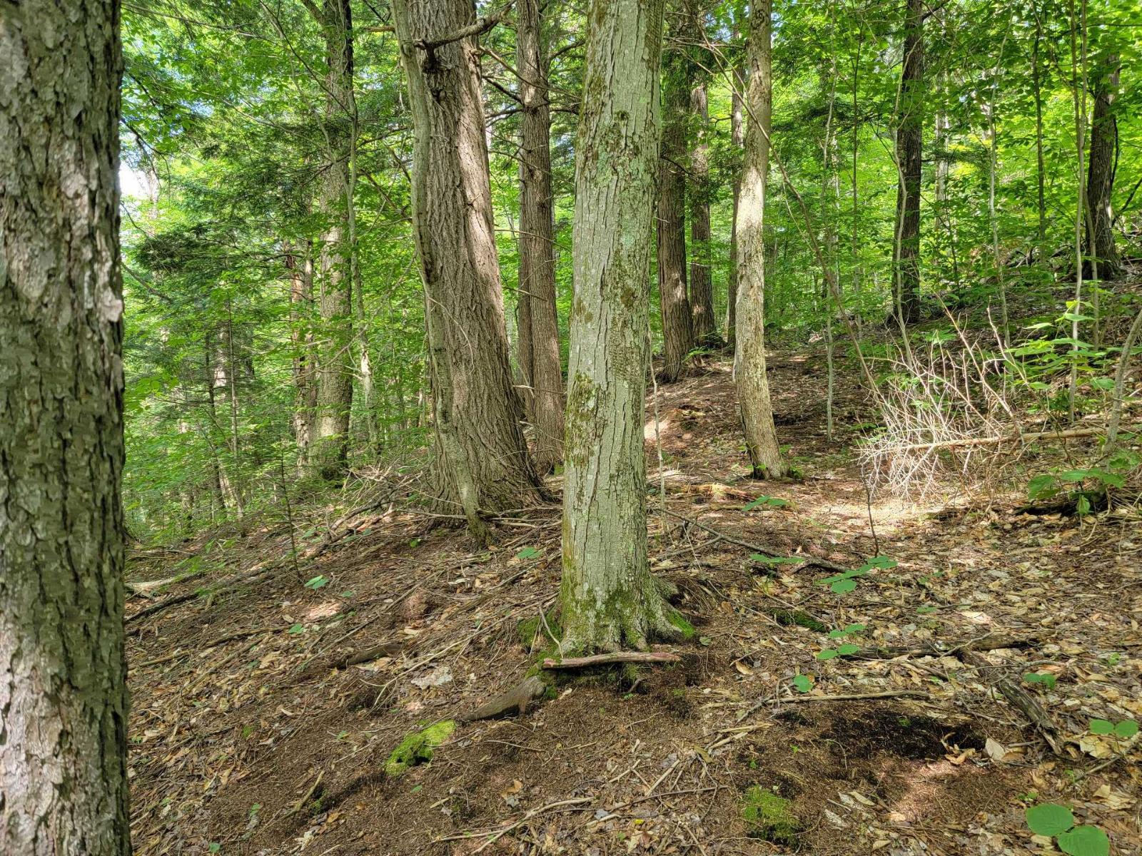 Ch. Lobel Property Photo 22