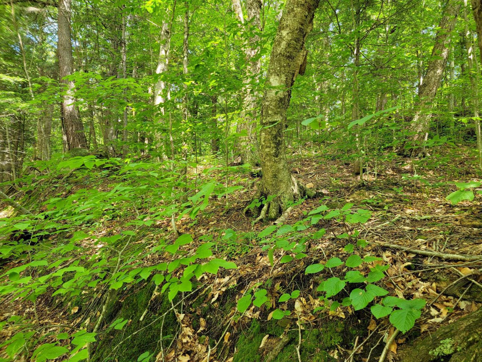 Ch. Lobel Property Photo 24