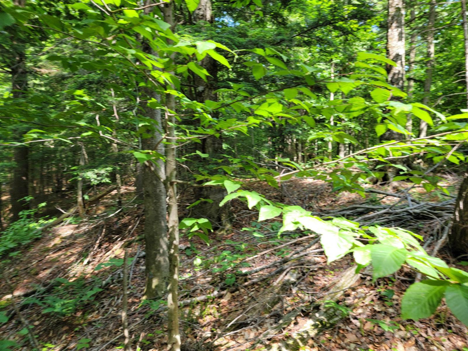 Ch. Lobel Property Photo 26