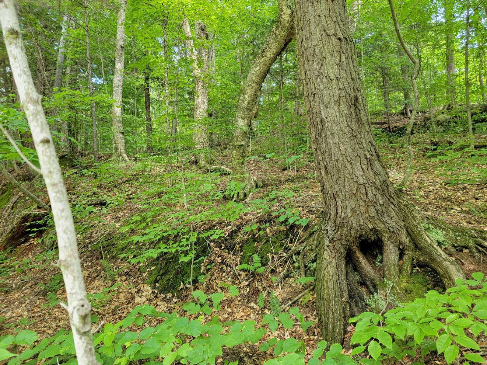 Ch. Lobel Property Photo 36