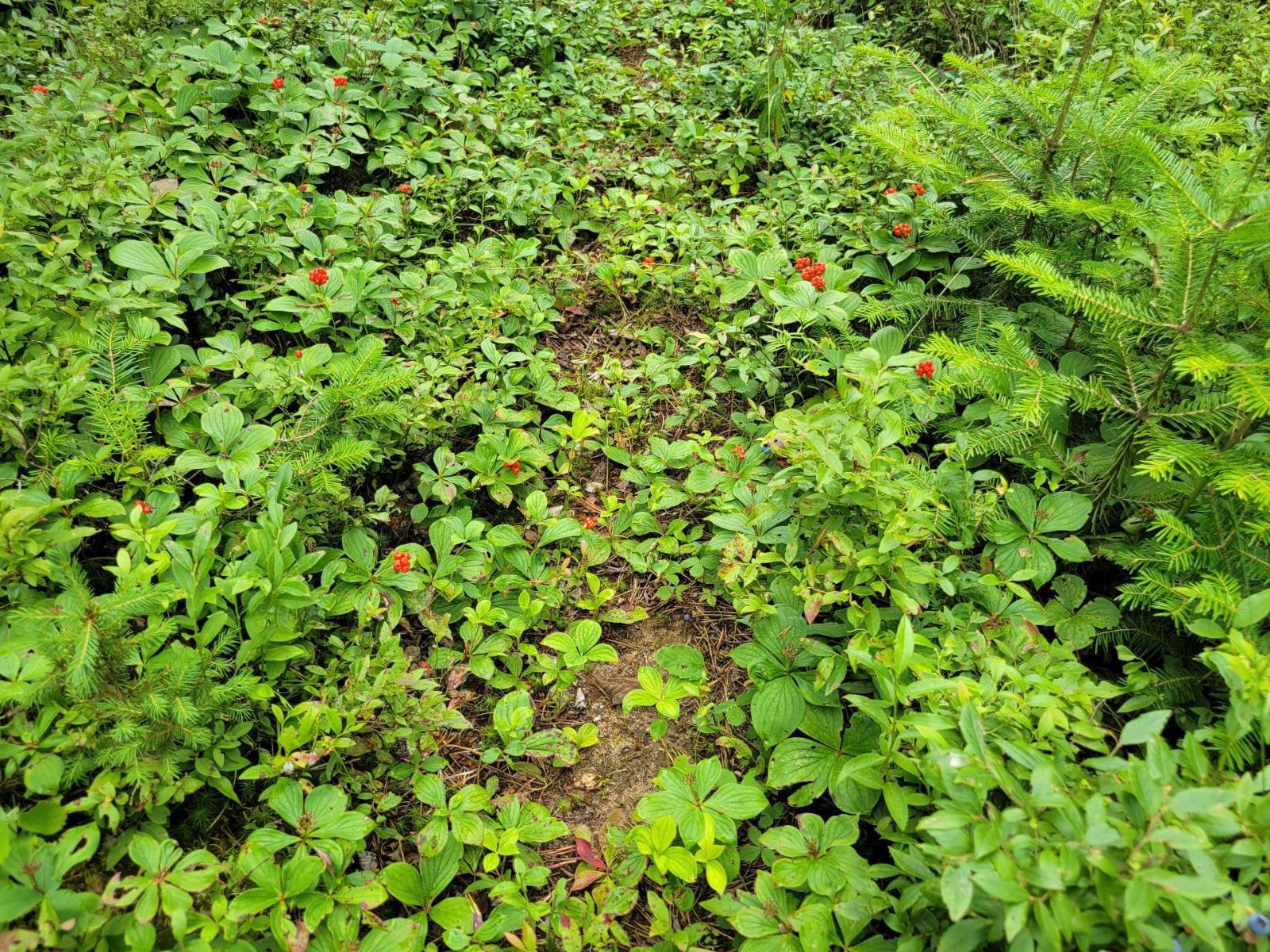 Ch. Du Lac-taureau Property Photo 32