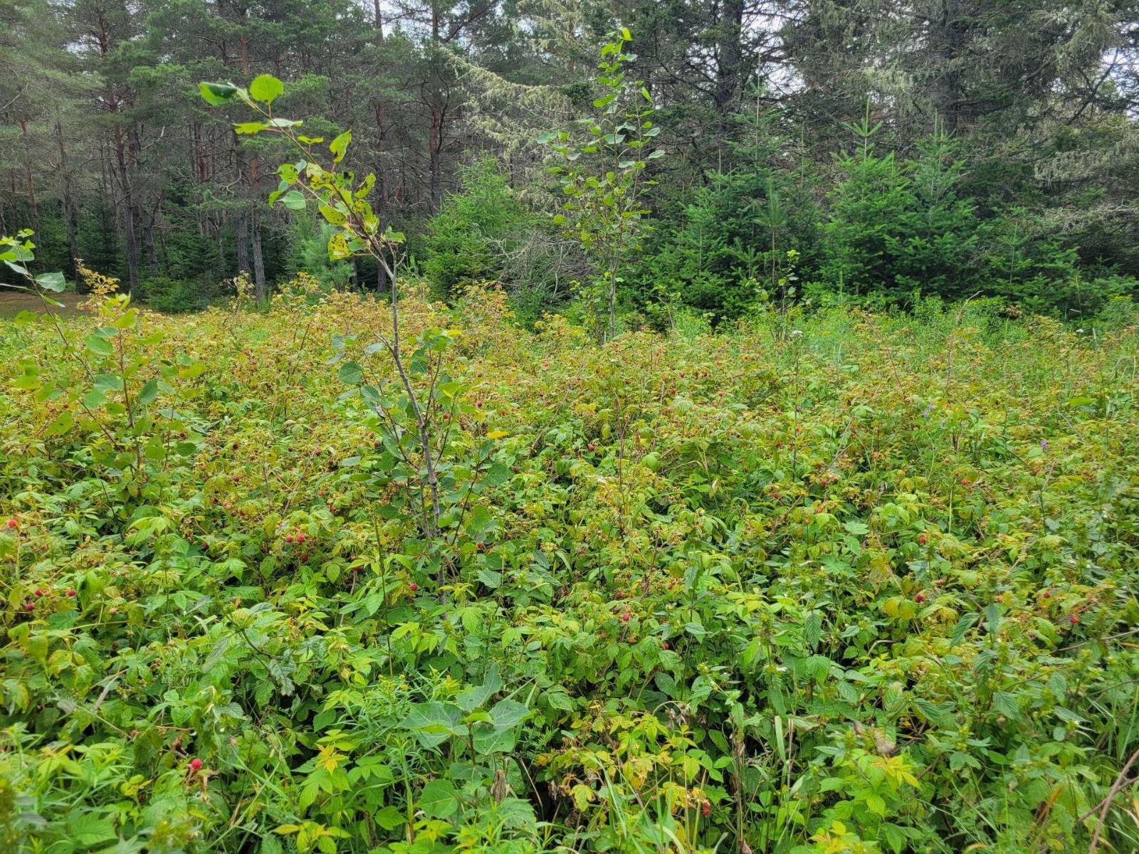 Ch. Du Lac-taureau Property Photo 37