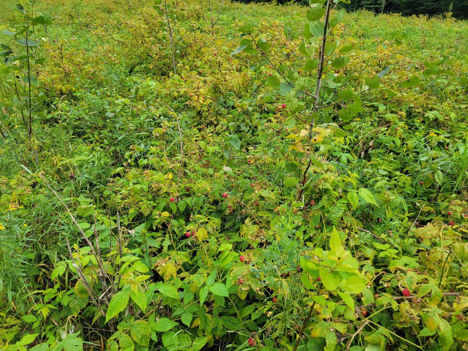 Ch. Du Lac-taureau Property Photo 39