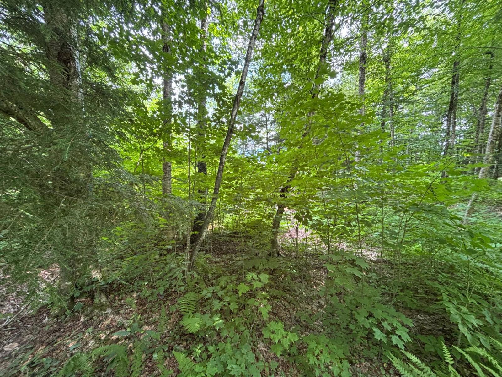Ch. Thompson Property Photo 5