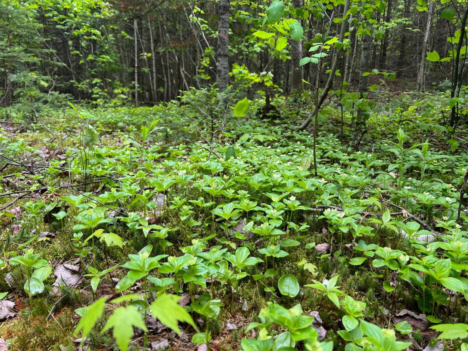 Ch. Du Lac-morgan Property Photo 4