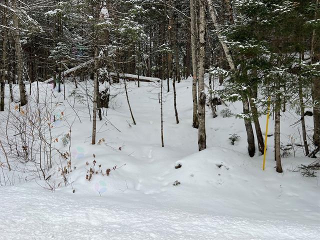 Ch. Du Lac-morgan Property Photo 8