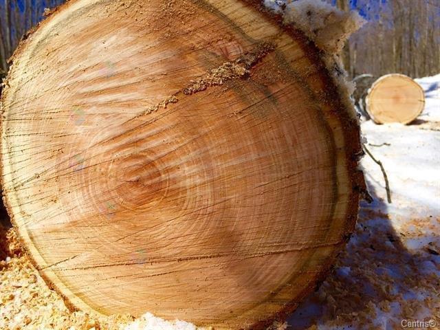 Ch. Des Cumulus Property Photo 11