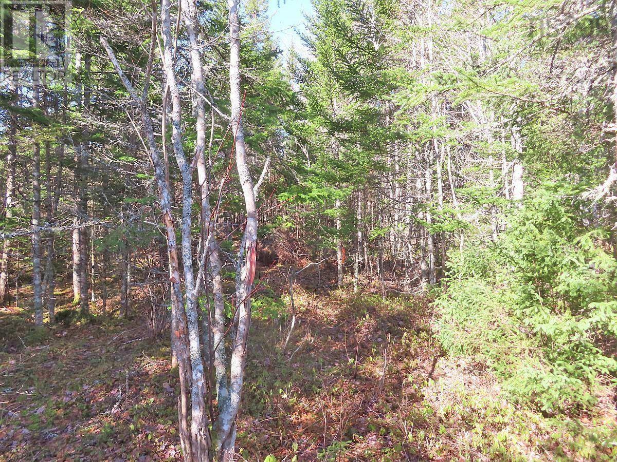 Lot5 Lower River Road Property Photo 28