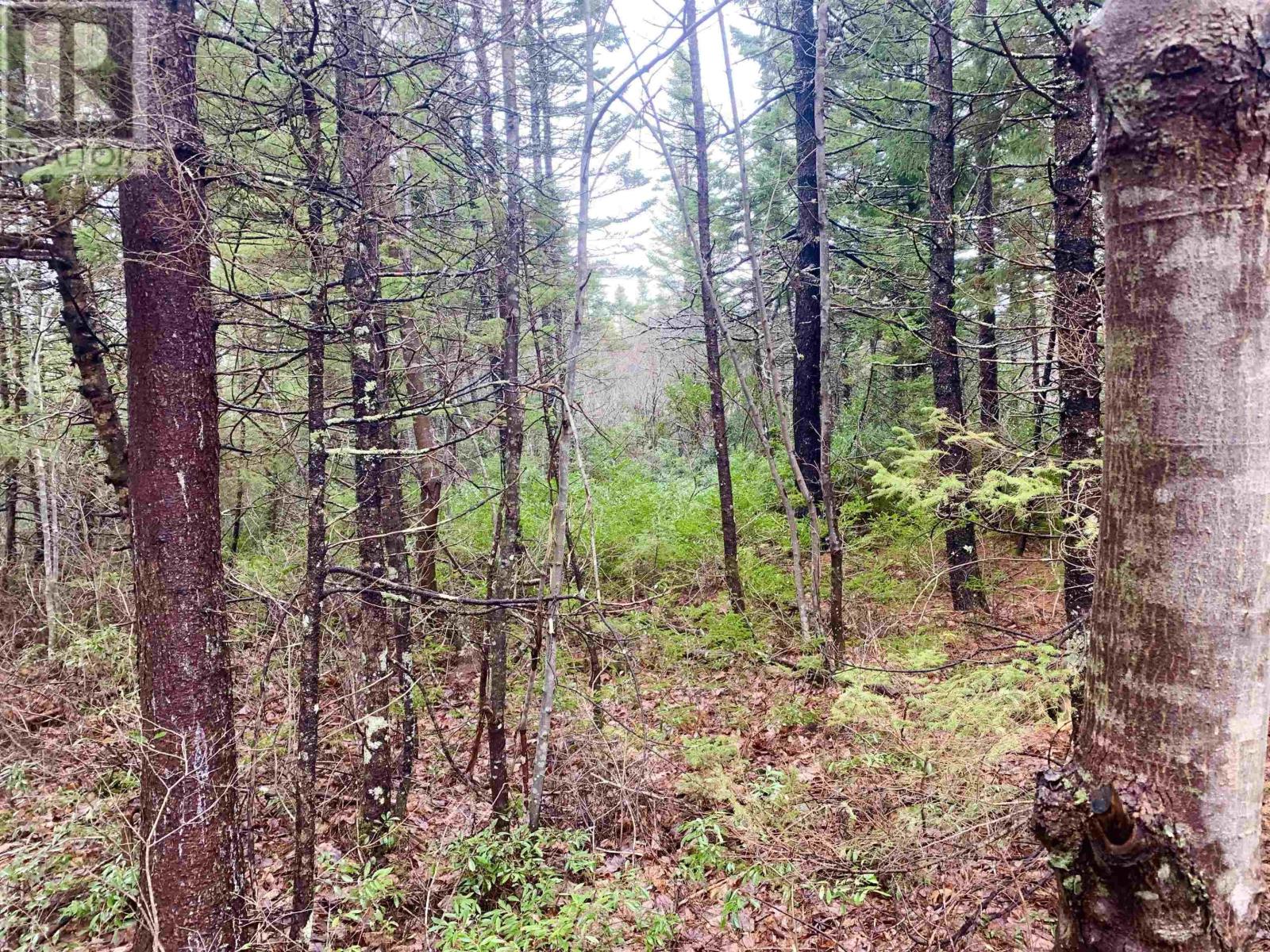 2.3 Acres Highway 308, Tusket Property Photo 2