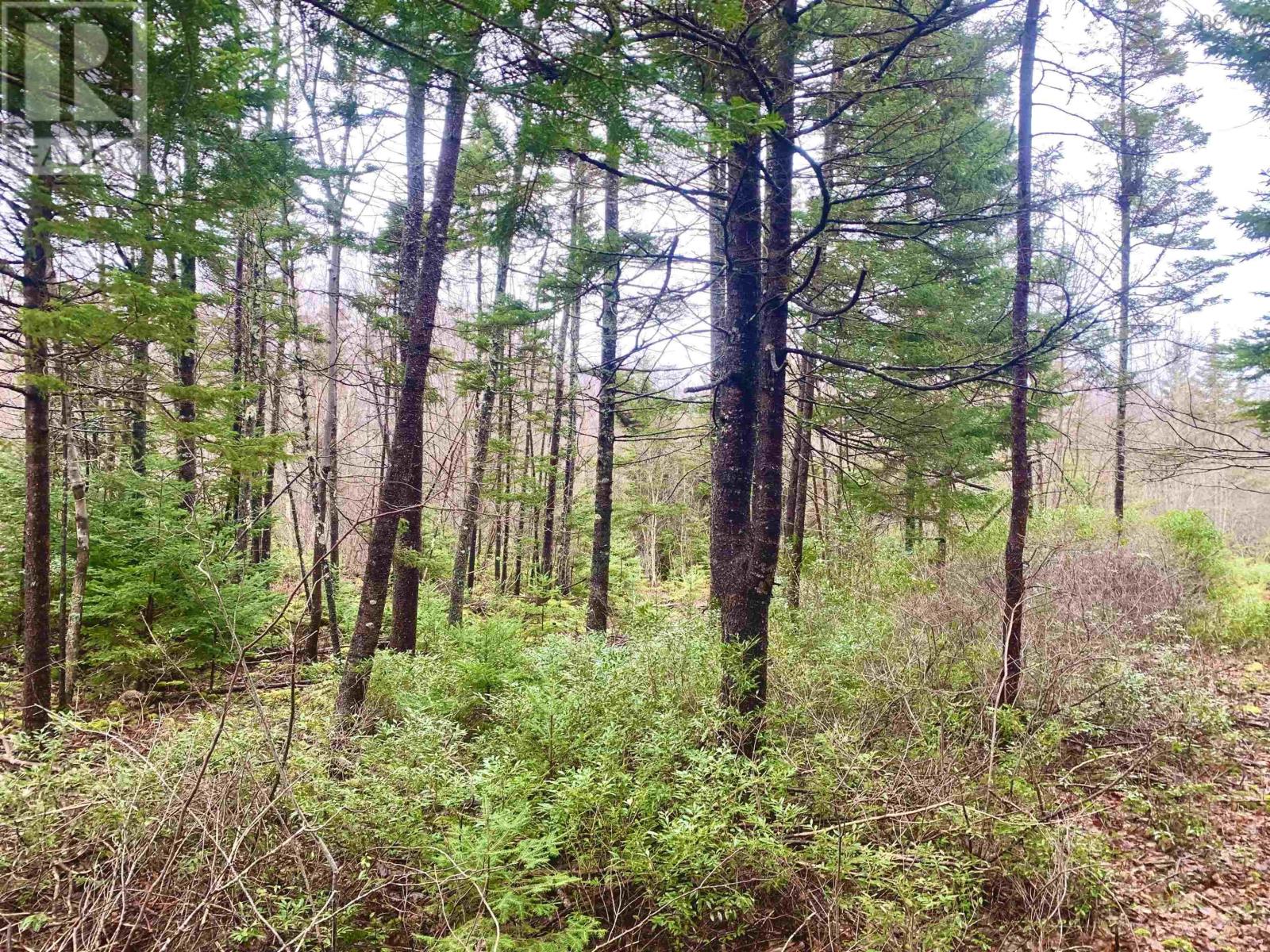 2.3 Acres Highway 308, Tusket Property Photo 3