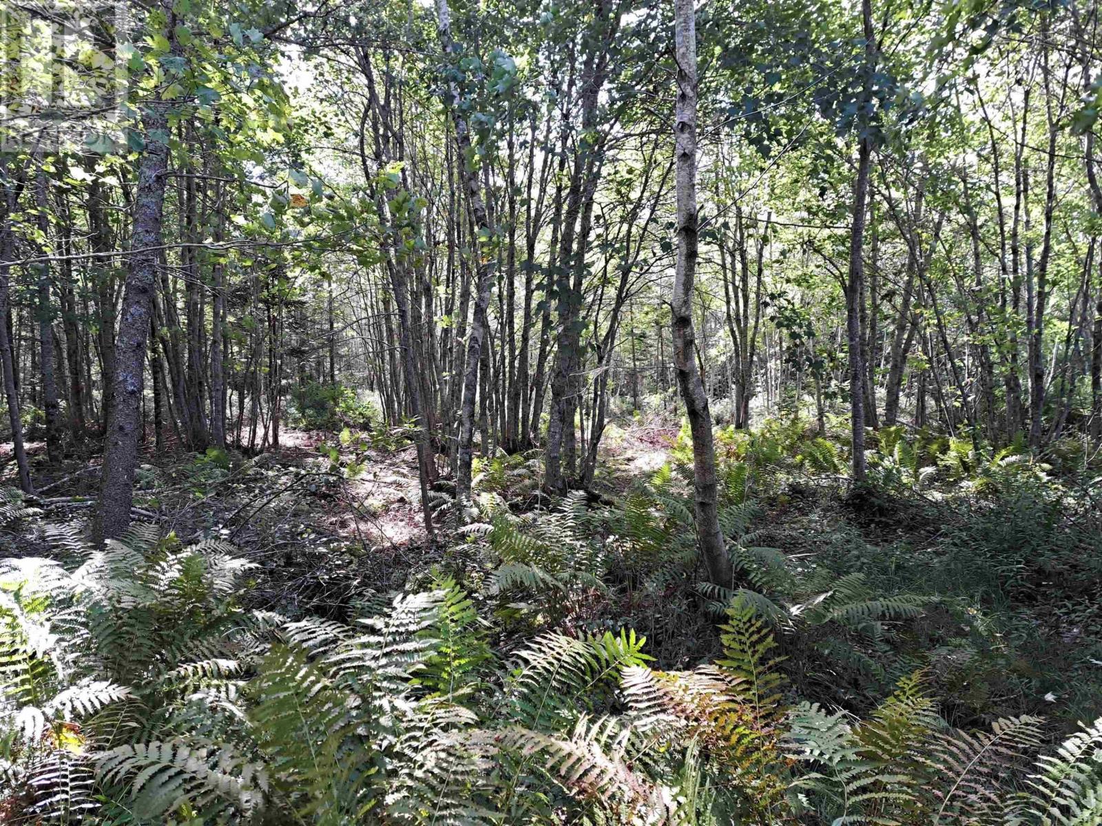 2.3 Acres Highway 308, Tusket Property Photo 4