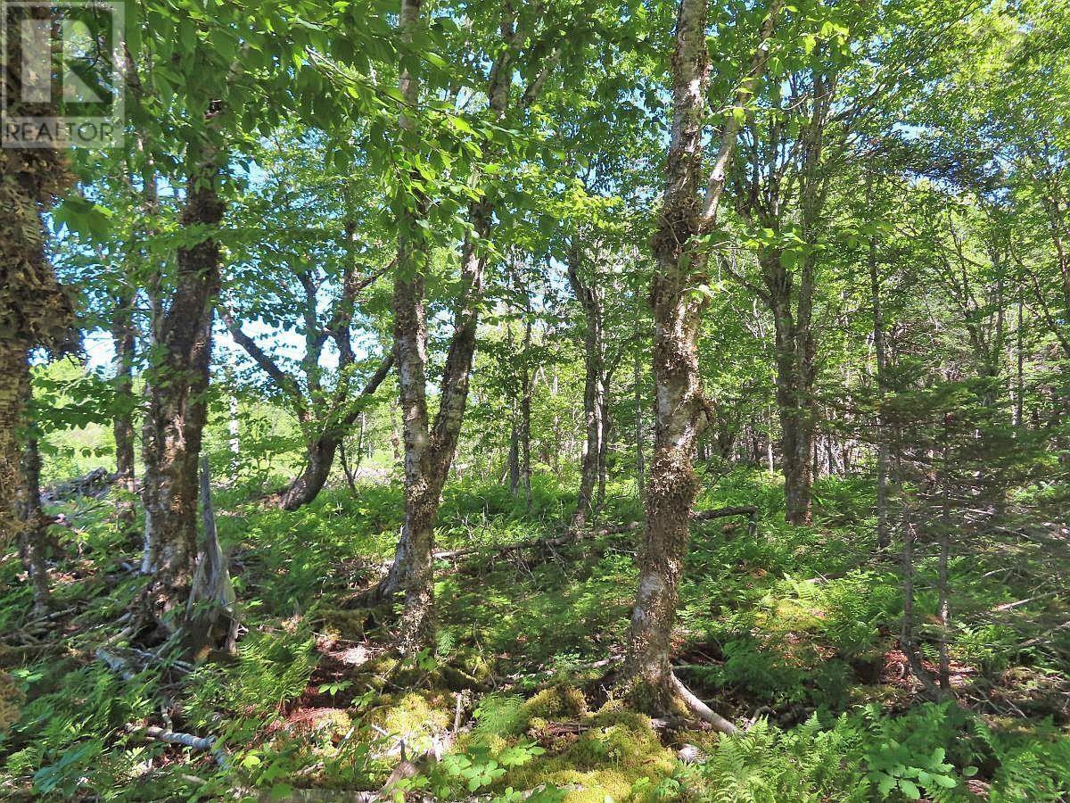 Lot 4 Loch Lomond Road Property Photo 10