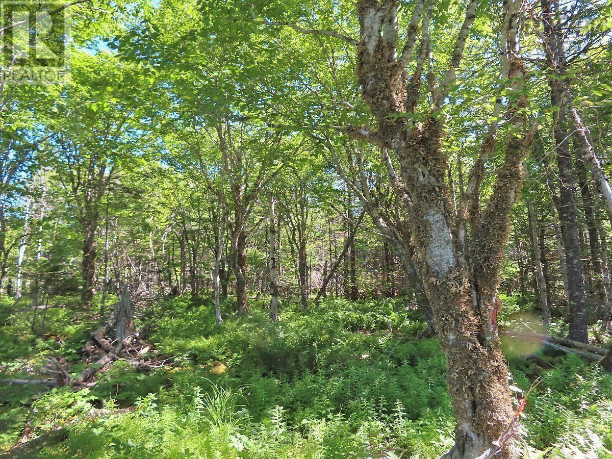 Lot 4 Loch Lomond Road Property Photo 12